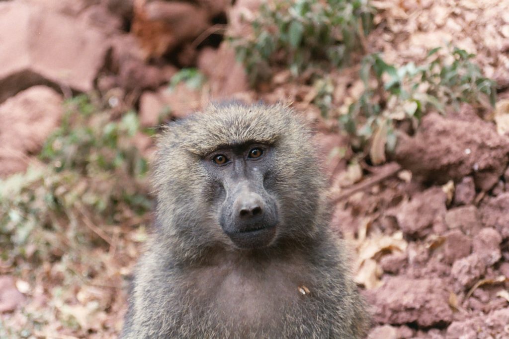 This image has an empty alt attribute; its file name is baboon-are-you-talking-to-me-1024x683.jpg