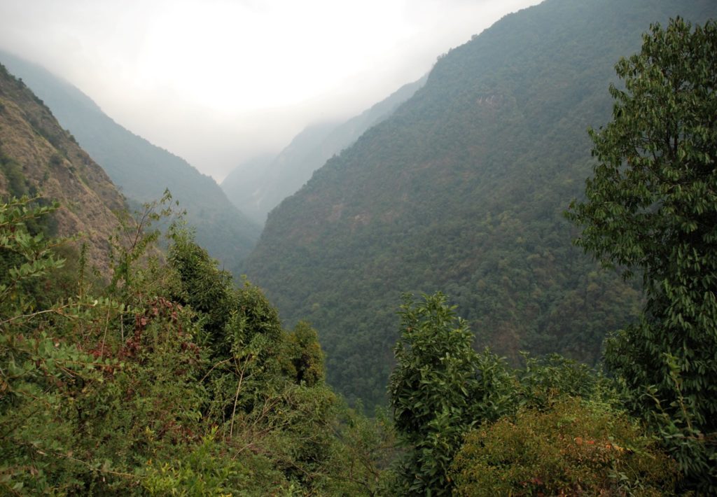 Jungle in the Modi Khola, Nepal.