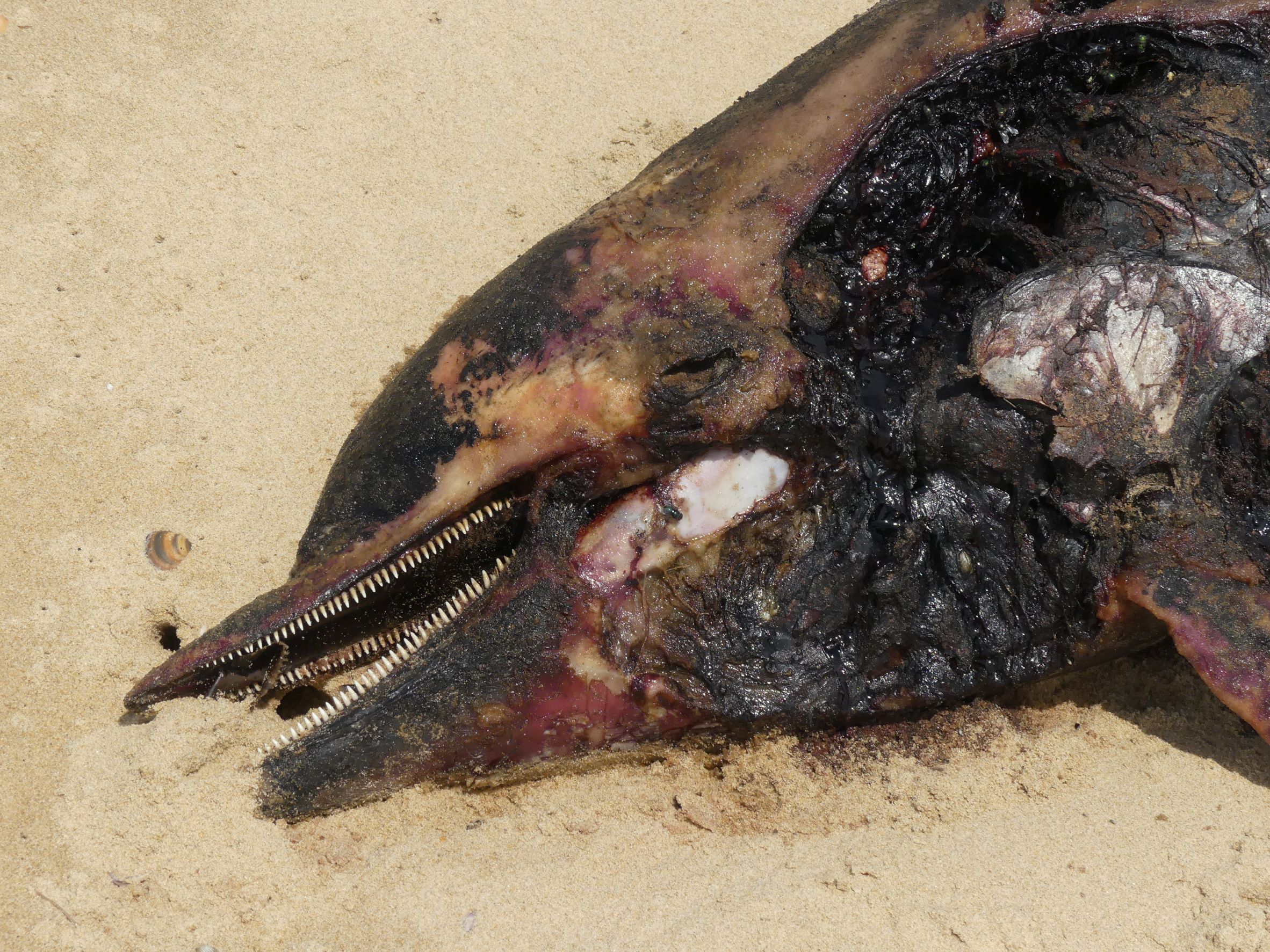 A tragic sight. A dead common dolphin on Playa Cuesta de Maneli. Donana, Spain.