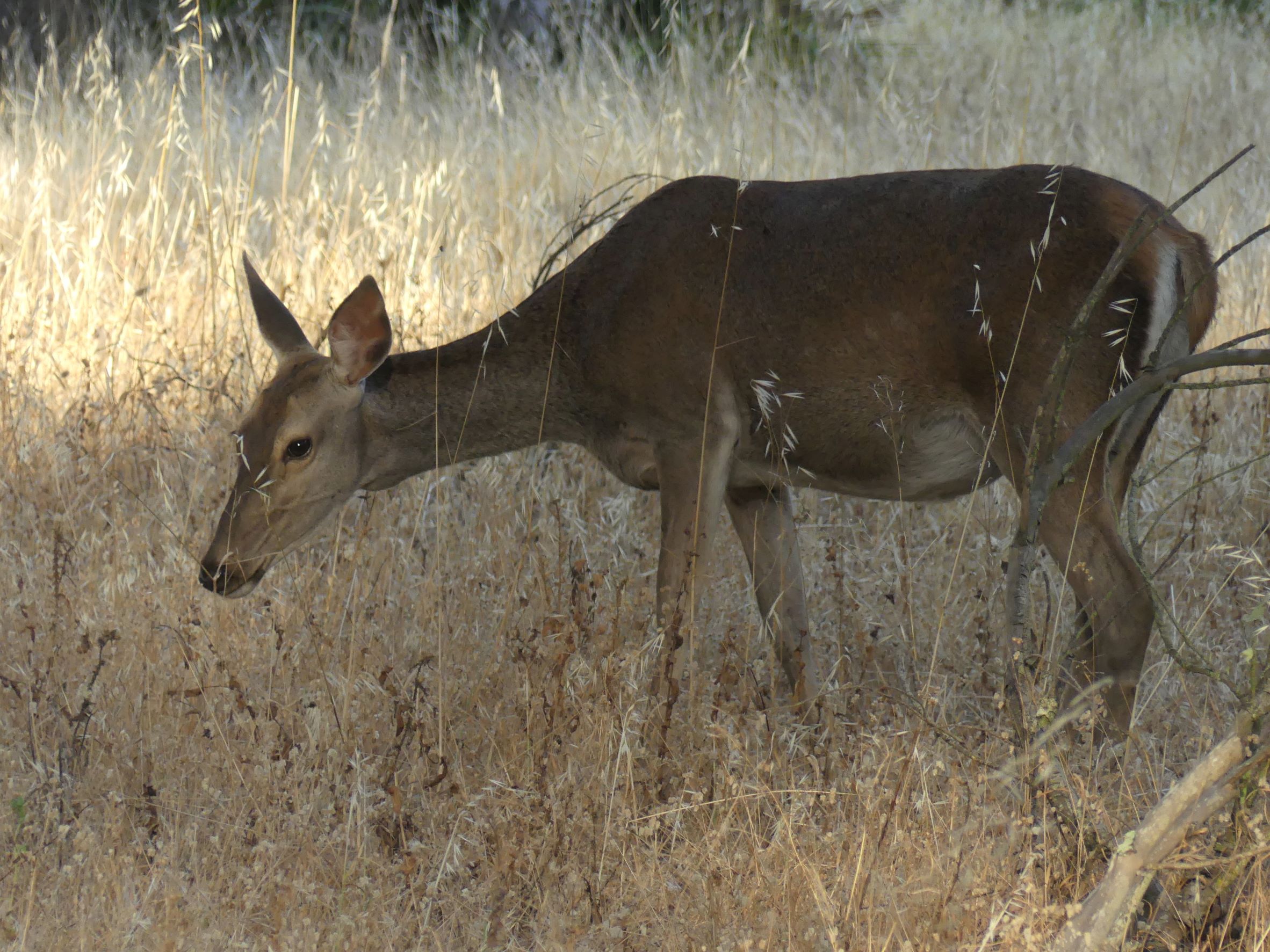 Spanish Red Deer, Donana, Spain.