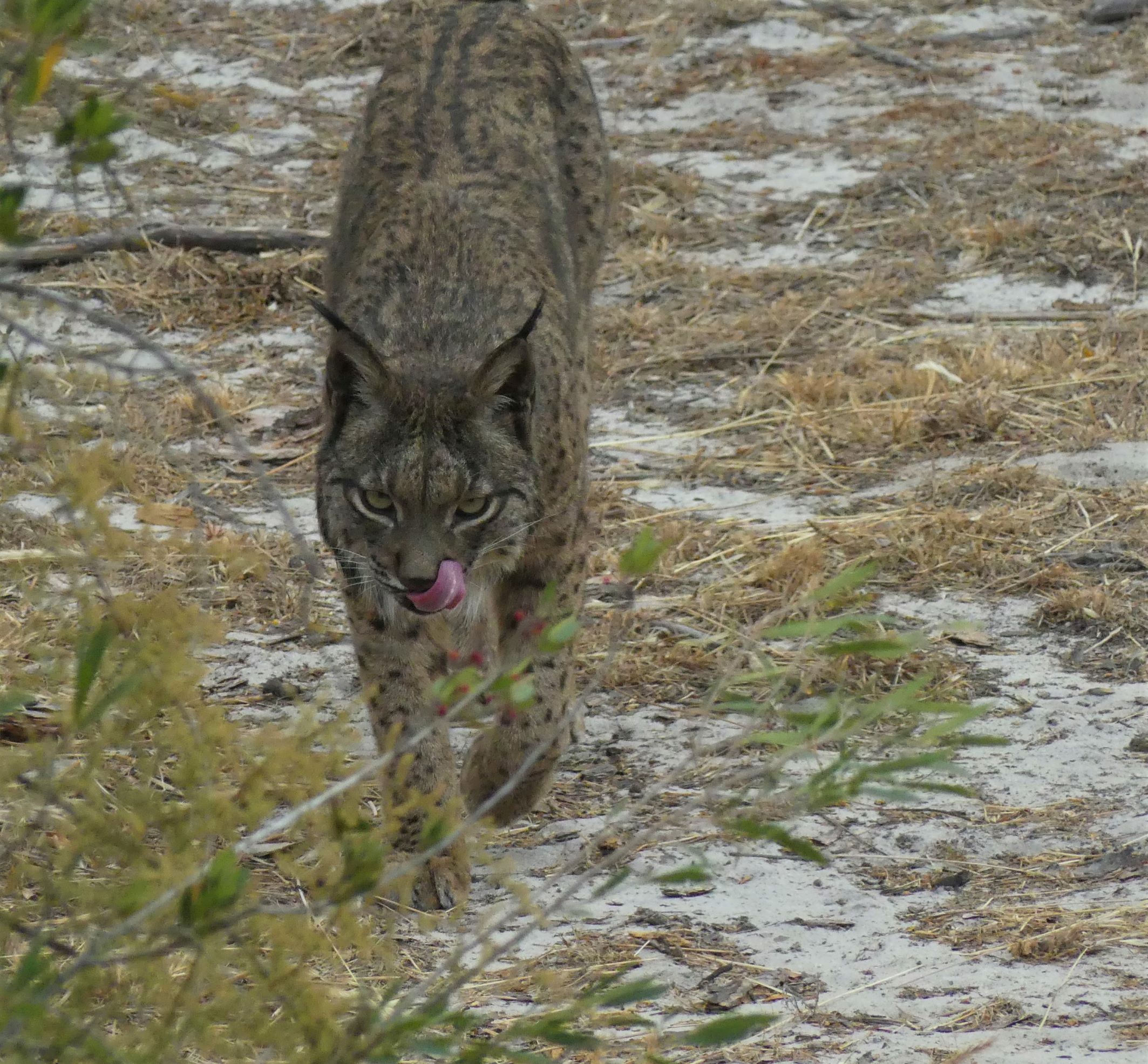 A hunting iberian lynx.