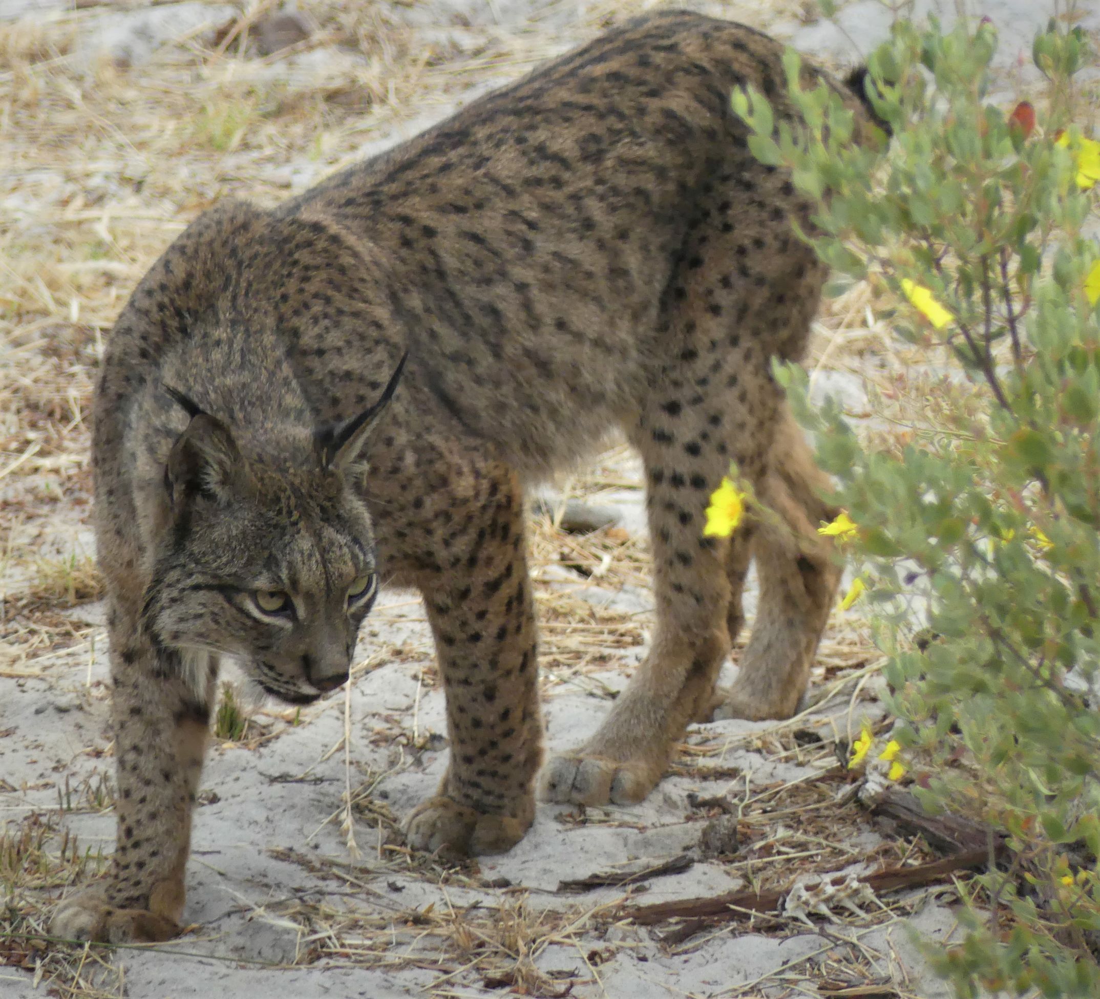 A lynx survey's his territory, Acebuche, Donana National Park, Spain.