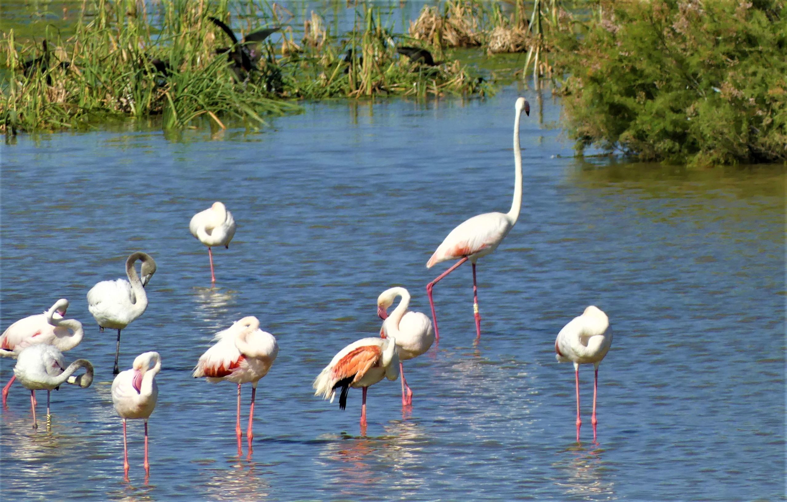 Doñana’s shallow lakes, flamingoes.