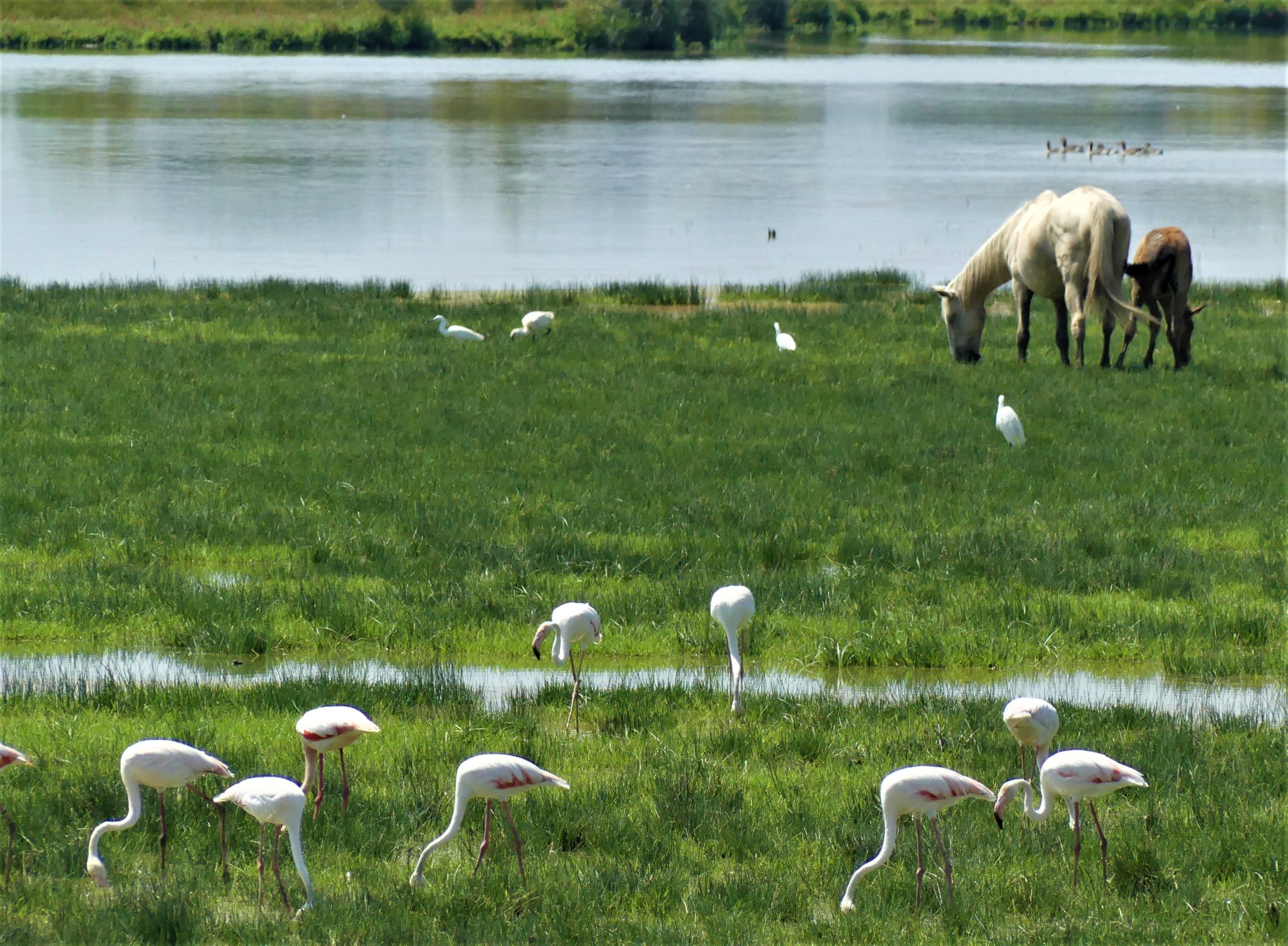 Flamingoes, egrets and horses mix easily in the Marismas del Rocίo. Doñana, Spain.