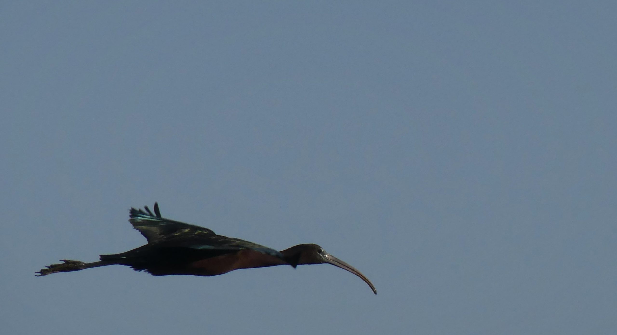 The glossy Ibis in flight!