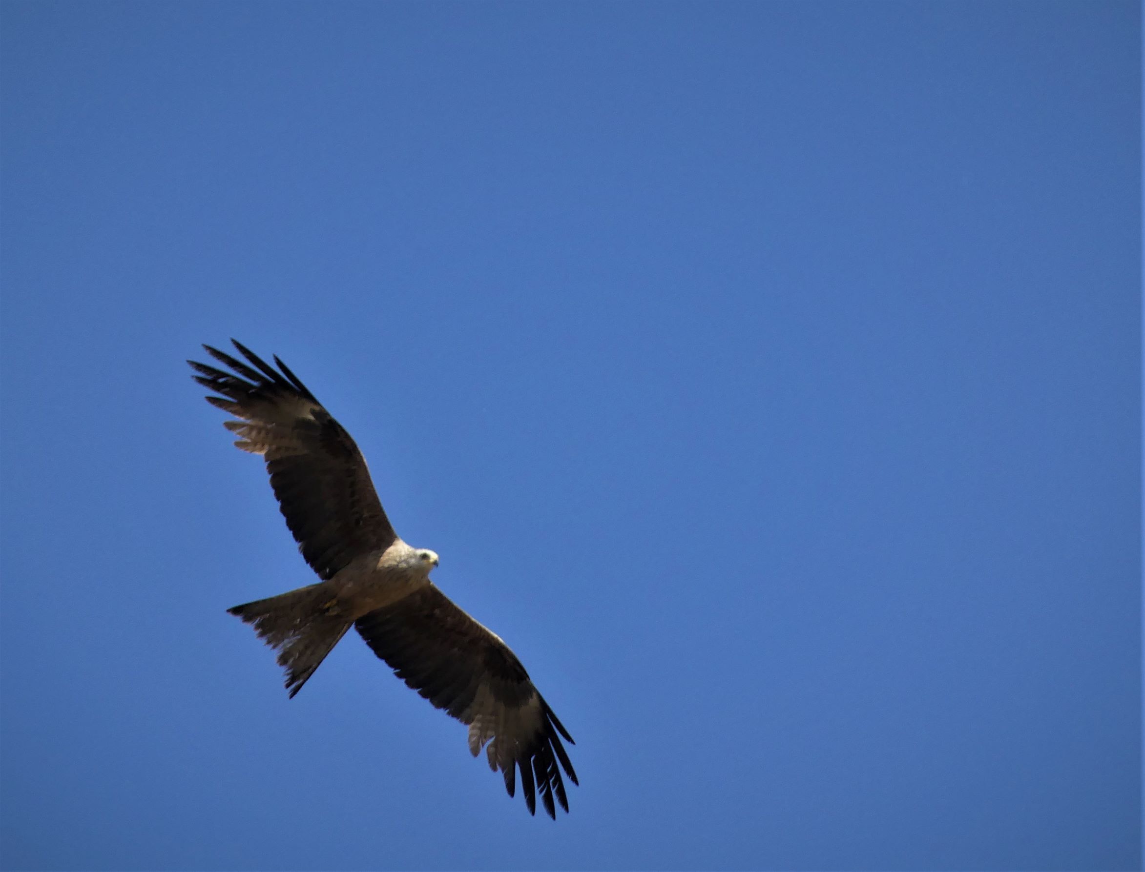 A black kite soars above Doñana National Park