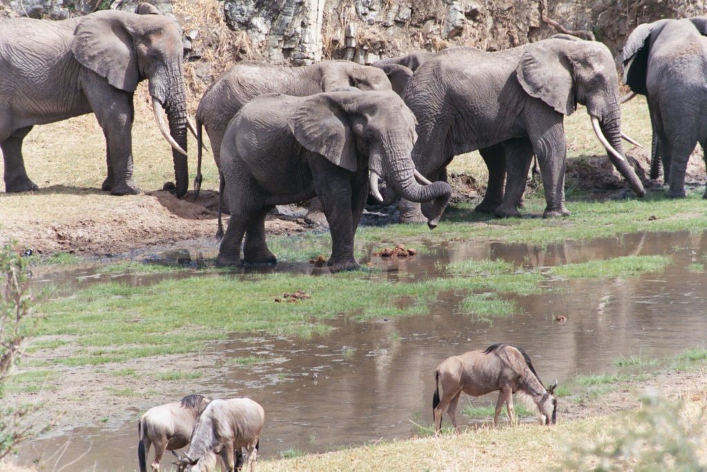 Elephants and wildebeast share the waterhole, Tarangire National Park.
