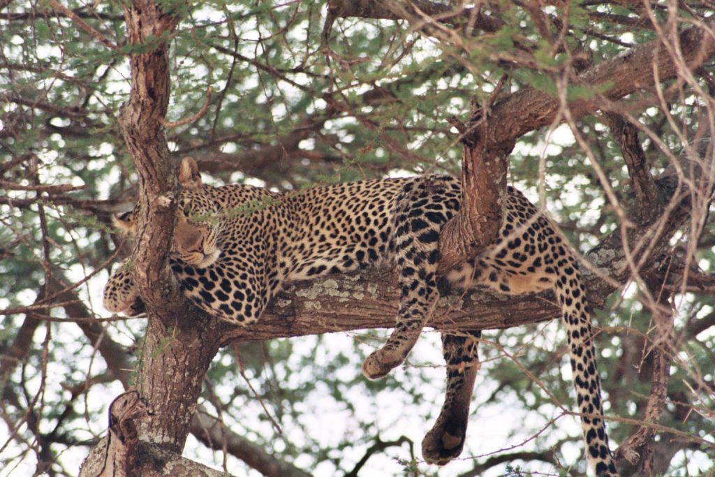Leopard in a tree, Serengeti National Park, Tanzania.