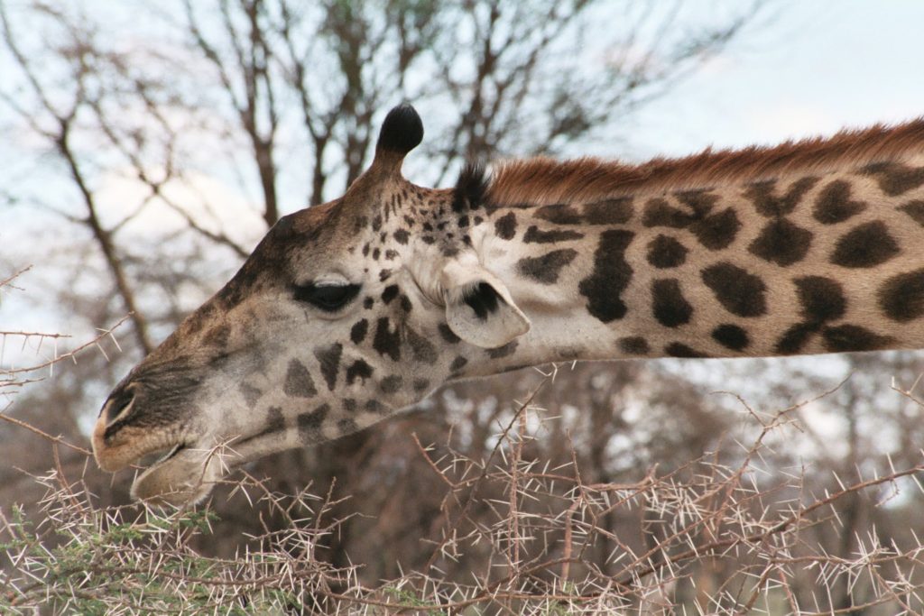 Giraffe eating thorns Tarangire National Park Tanzania