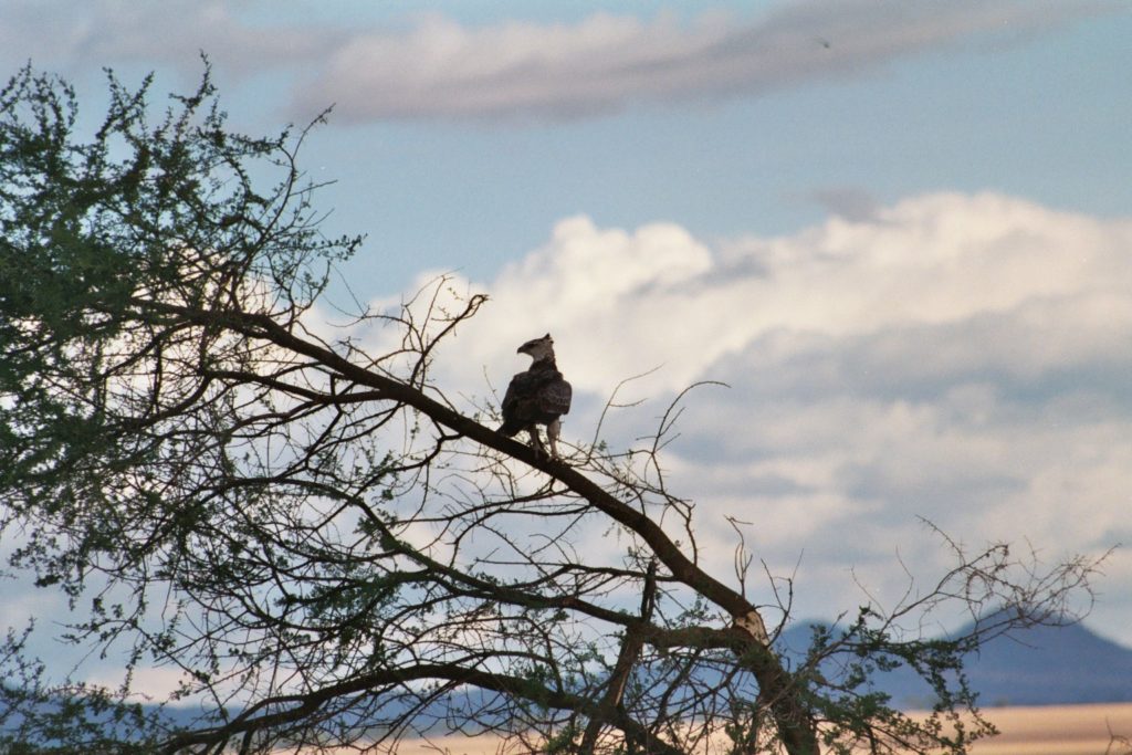 A martial eagle on the lookout for prey, Serengeti, Tanzania.