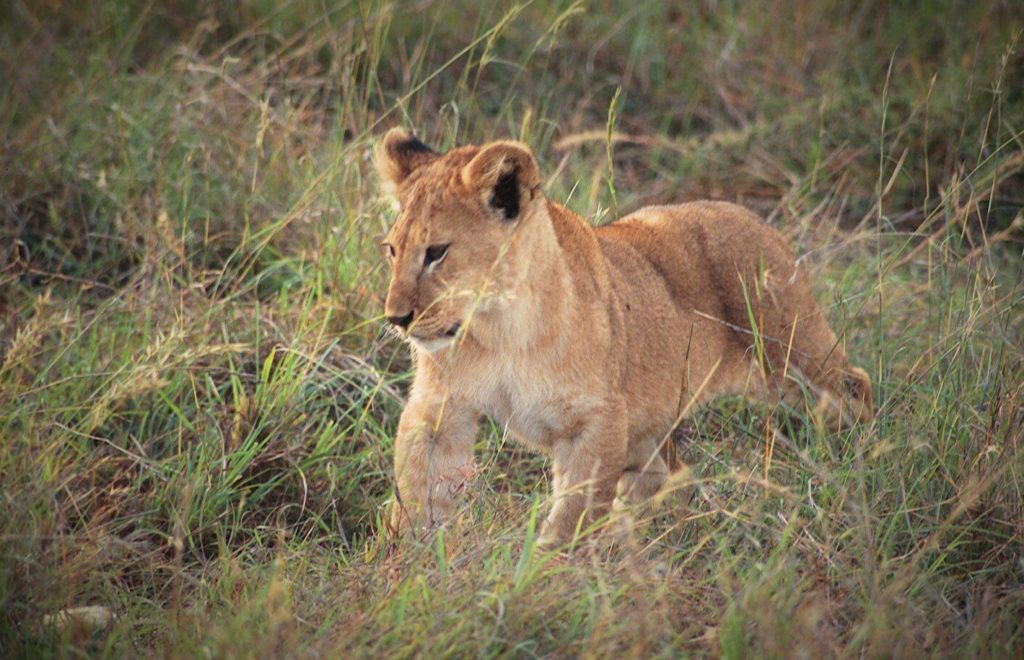 Lion cub, Serengeti National Park, Tanzania.