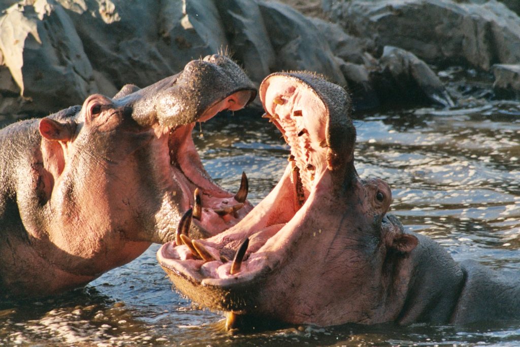 Hippos in the Serengeti National Park, Tanzania.