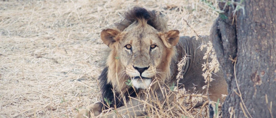 Angry Lion, Tarangire National Park, Tanzania.