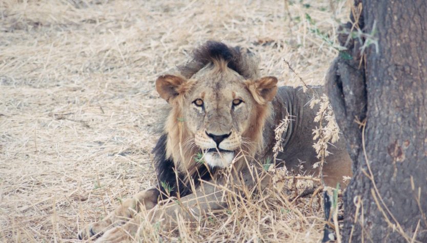 Angry Lion, Tarangire National Park, Tanzania.