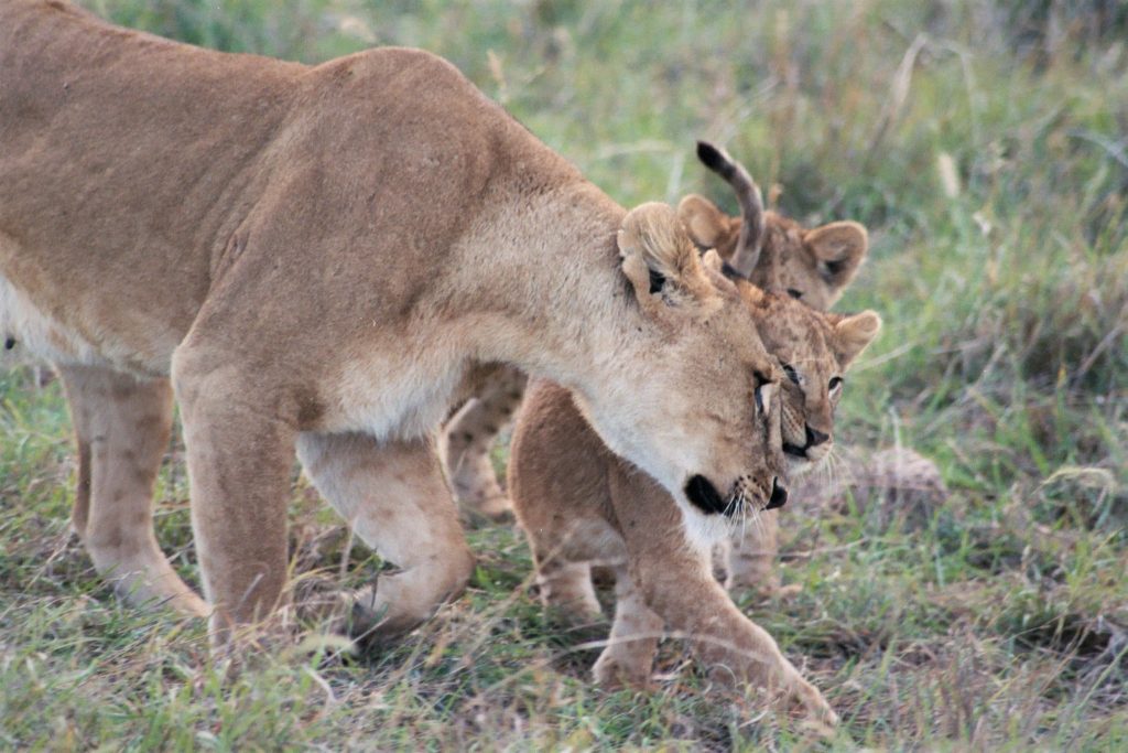 A loving moment between a lioness and cub, Serengeti National Park, Tanzania.