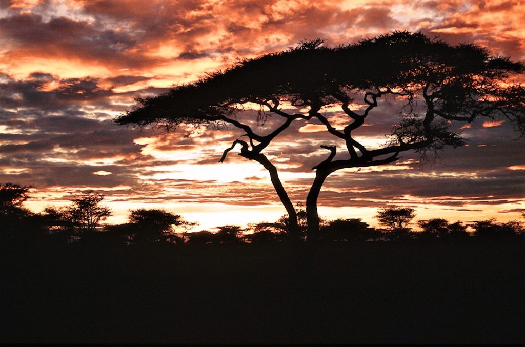 Serengeti sunset, Tanzania