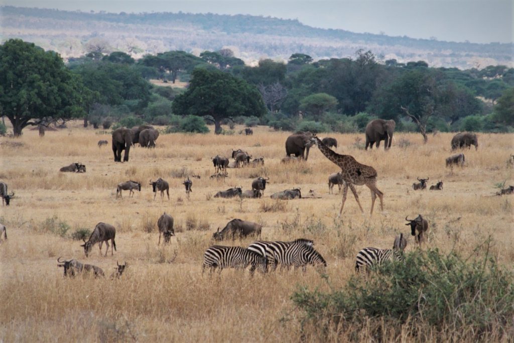 Elephants, giraffe and wildebeest mingle freely in the Tarangire National Park