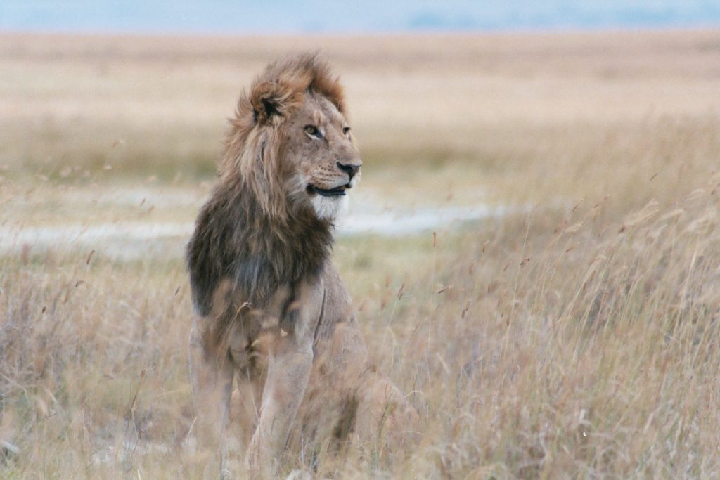 A male lion in his prime, Ngorongoro Crater, Tanzania