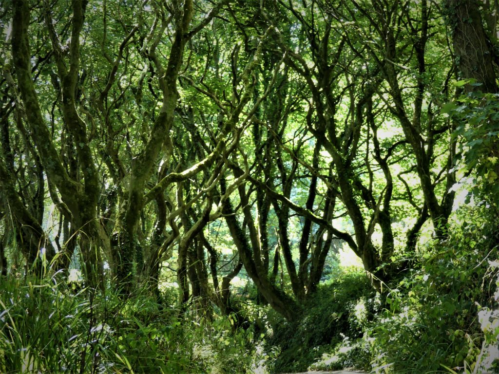 Forest near Cawsand, Cornwall, UK