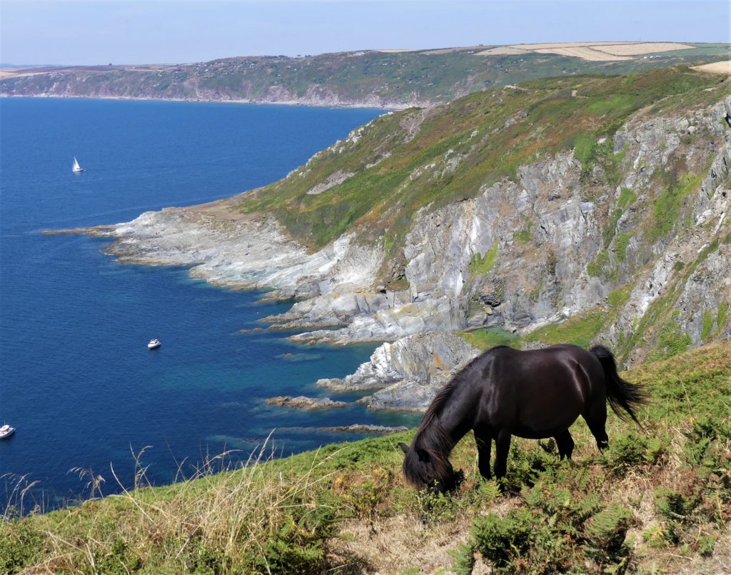 Wild ponies, Whitsand Bay, Cornwall