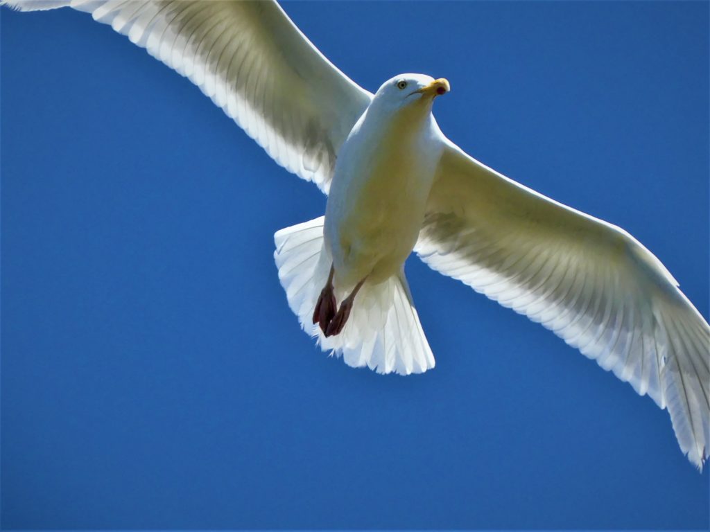 Seagull, Rame Head, Cornwall, UK