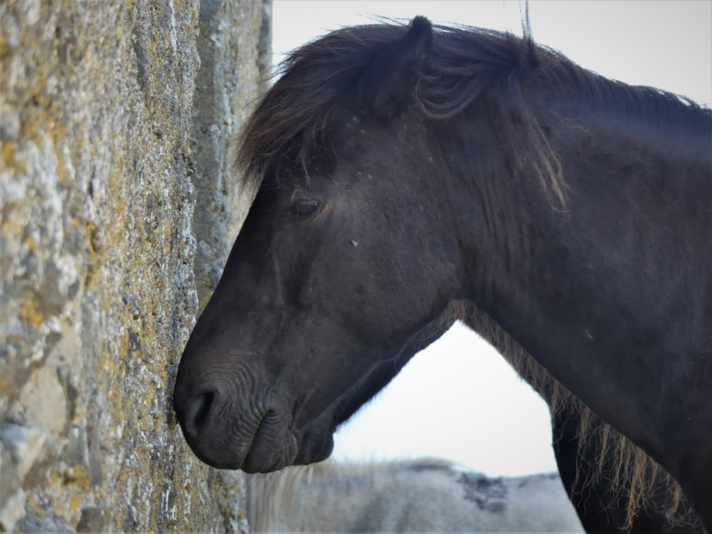 Wild ponies, Rame Head, Cornwall, UK