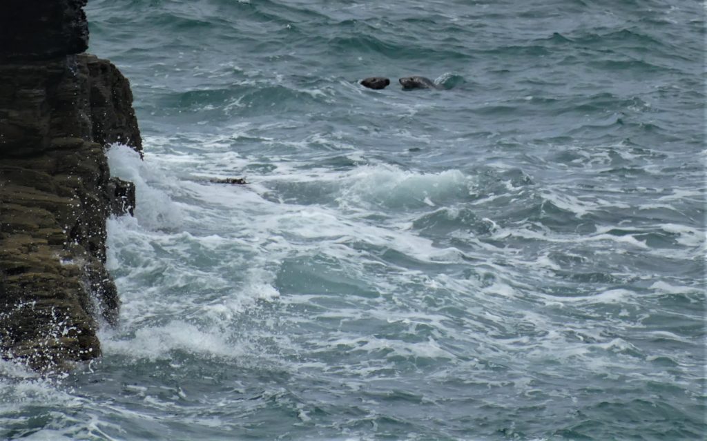 Grey seals, Tintagel, UK