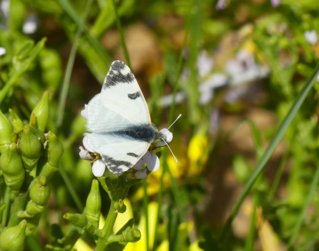 Butterfly, Praia do Guincho, Portugal. 
James Bond Beaches, Roaring Waves, and Surfy Chic: The Sintra Coast