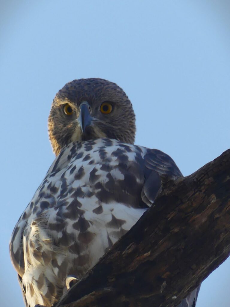 Changable hawk-eagle, Bardia National Park.