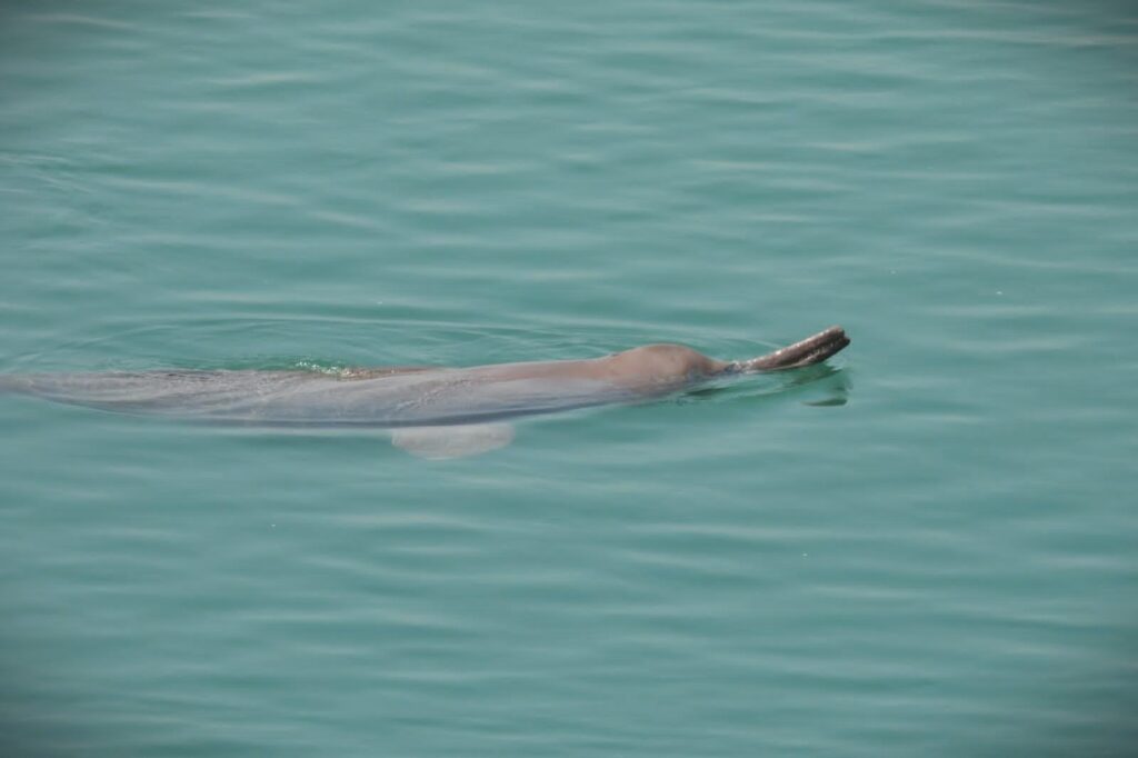 Ganges River Dolphin, Bardia National Park.