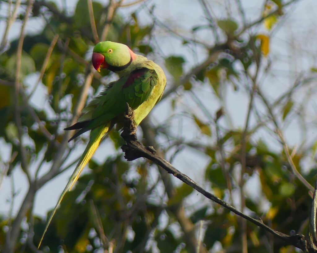 Alexandrine Parakeet, Bardia National Park