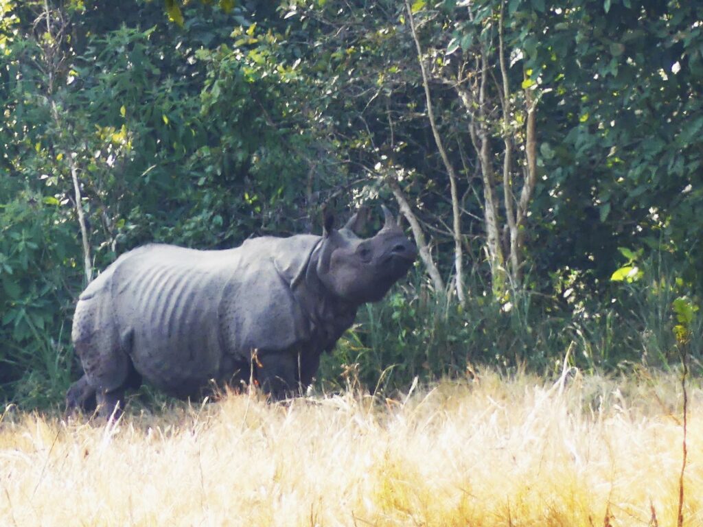 An Indian rhino.