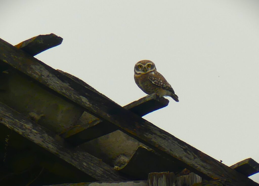 Spotted Owlet
