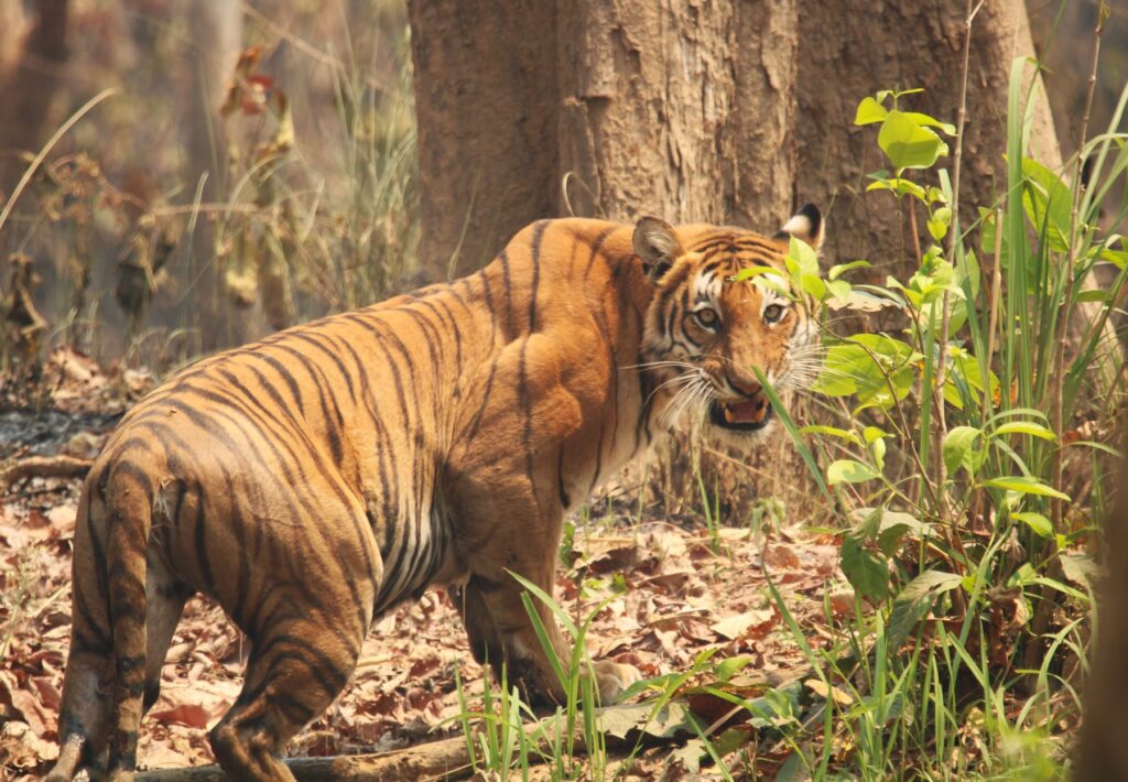 Bengal Tiger, Bardia National Park