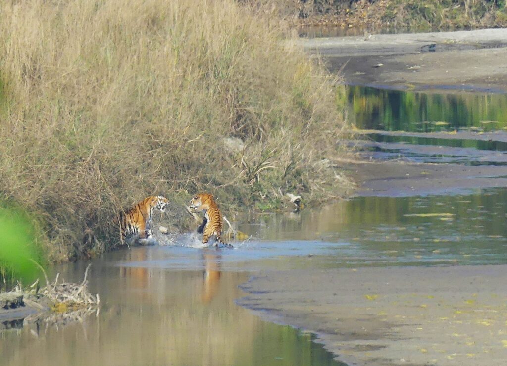 Tigers, Bardia National Park, Nepal.