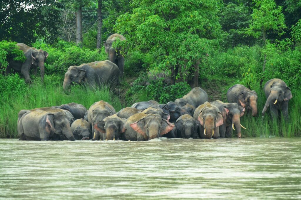 Herd of Asian Elephants in Bardia National Park