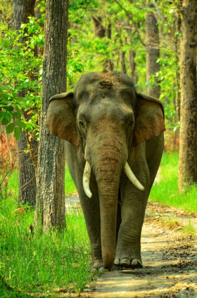 Asian elephant in Bardia National Park.
