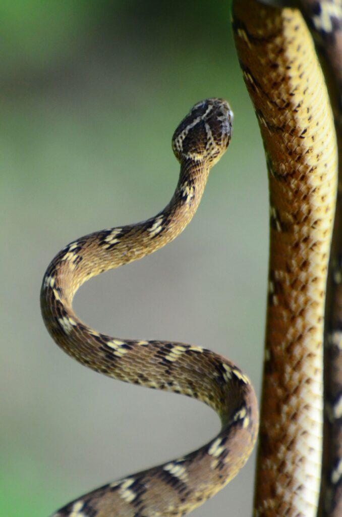 Common Cat Snake