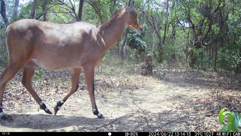 A female Nilgai strolls down the trail in Bindrapur. Nilgai are Asia's largest species of antelope.