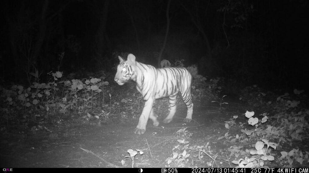 A tiger cub, caught on a camera trap (automatic camera), in  Bindrapur Community Forest, Nepal.  