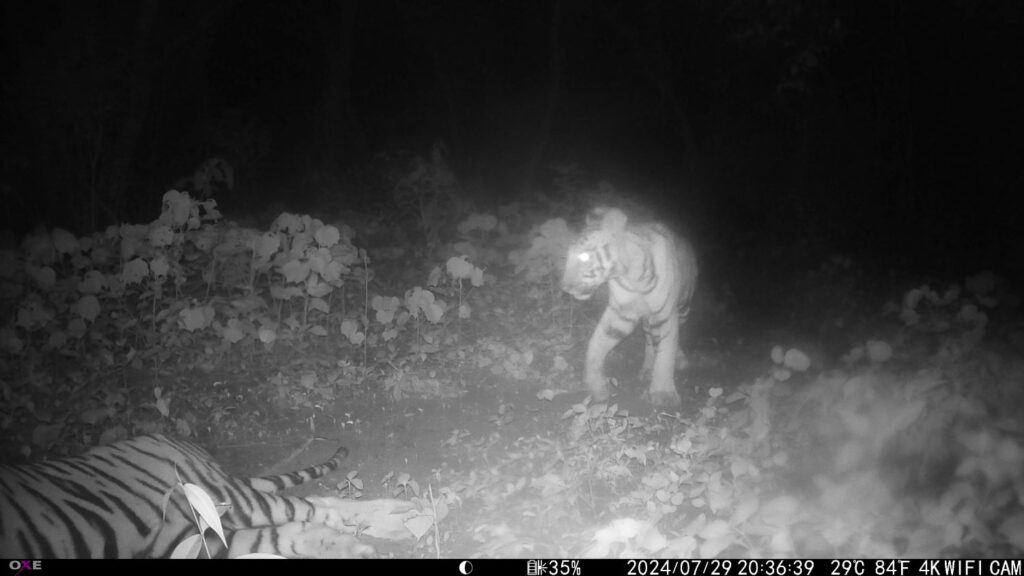 Bindrapurs new tiger cub relaxing with his mother, Bardia, Nepal.