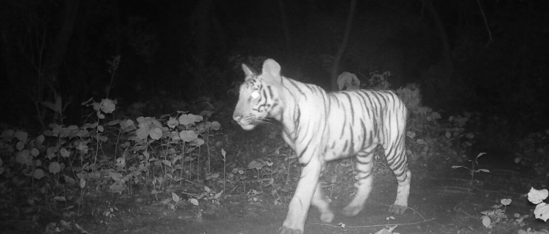 A tiger cub walks the trail in Bindrapur Community Forest in Nepal. Tigers are returning to areas were have been absent for many years.