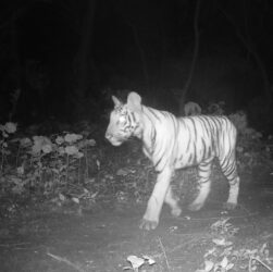 A tiger cub walks the trail in Bindrapur Community Forest in Nepal. Tigers are returning to areas were have been absent for many years.