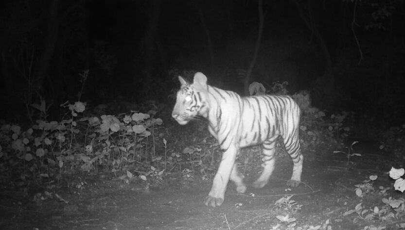 A tiger cub walks the trail in Bindrapur Community Forest in Nepal. Tigers are returning to areas were have been absent for many years.