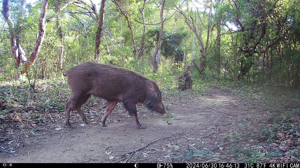 A wild boar in Bandripur Community Forest, Bardia, Nepal.