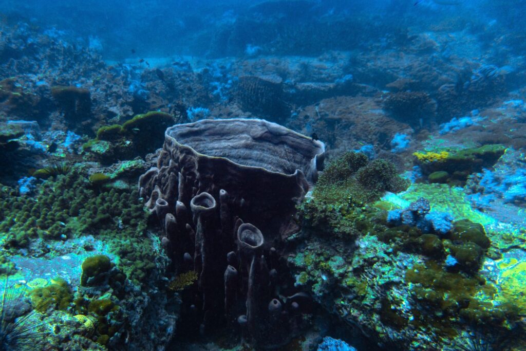 A beautiful barrel coral on the reefs of Ko Tarutao National Park