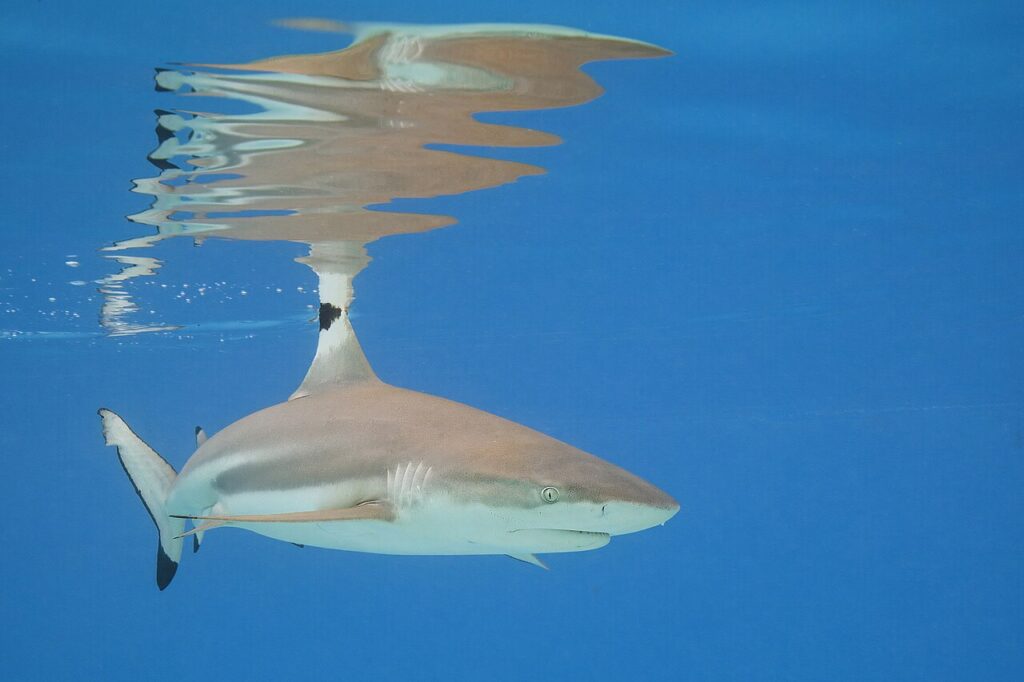 A blacktip reef shark.