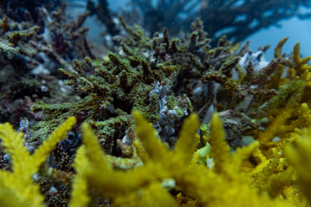 Dead and healthy corals side by side, Ko Tarutao, Thailand.