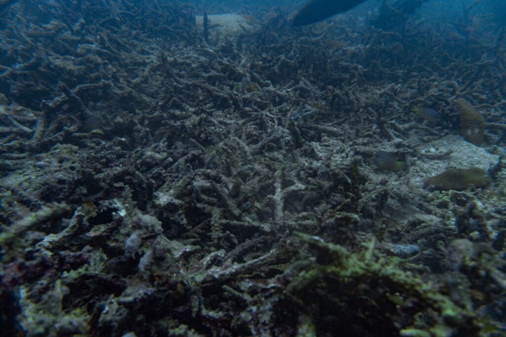 Dead branching corals in Ko Tarutao National Park, Thailand.