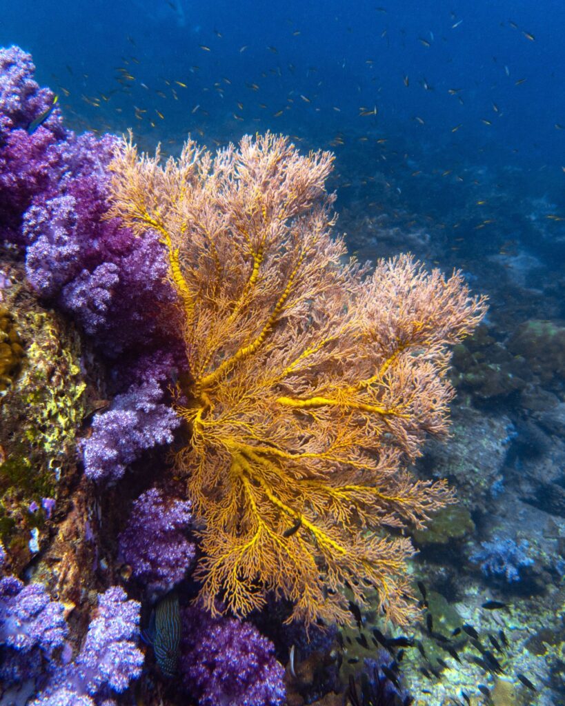 Elegant fan and soft corals wave in the current, Ko Tarutao.